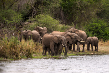 El&eacute;phant d'Afrique, loxodonta africana, African elephant, Parc national Kruger, Afrique du Sud