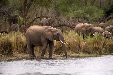 Eléphant d'Afrique, loxodonta africana, African elephant, Parc national Kruger, Afrique du Sud