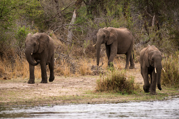 Eléphant d'Afrique, loxodonta africana, African elephant, Parc national Kruger, Afrique du Sud