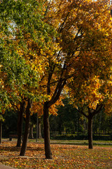 Bila Tserkva, Ukraine - 11 october 2019. Colorfull fall tree in small park near river Ros