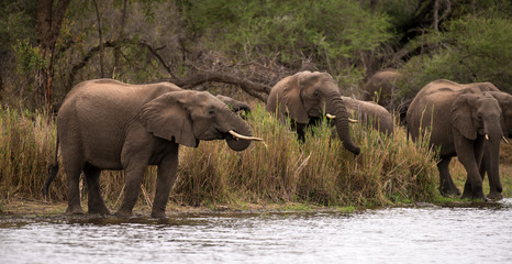 Obraz premium Eléphant d'Afrique, loxodonta africana, African elephant, Parc national Kruger, Afrique du Sud