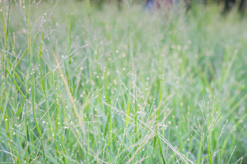 Closeup water drops on green leaf  Raining day