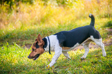Dog Jack Russell Terrier for a walk in the park. Home pet. Dog walking in the park. Autumn Park.