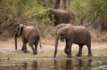 Eléphant d'Afrique, loxodonta africana, African elephant, Parc national Kruger, Afrique du Sud