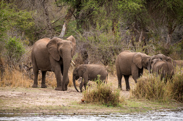 Fototapeta premium Słoń afrykański, loxodonta africana, słoń afrykański, Park Narodowy Krugera, RPA