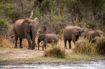 El&eacute;phant d'Afrique, loxodonta africana, African elephant, Parc national Kruger, Afrique du Sud