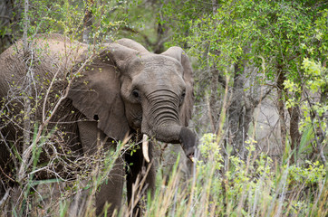 Fototapeta premium Eléphant d'Afrique, Loxodonta africana, Parc national Kruger, Afrique du Sud