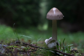 Pilz