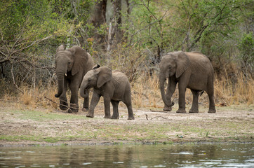 El&eacute;phant d'Afrique, Loxodonta africana, Parc national Kruger, Afrique du Sud