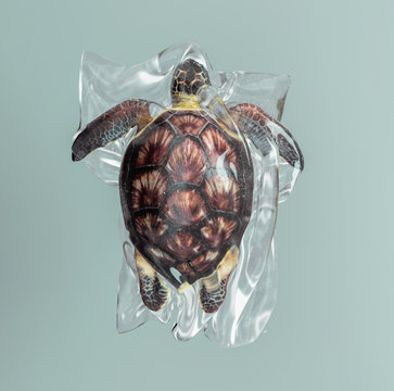 Turtle  trapped in a plastic bag.