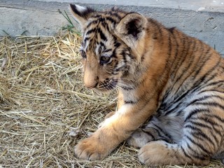 Little tiger cub on a bed of straw in the aviary of the zoo