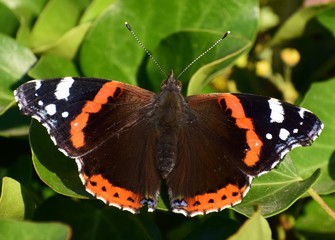 Papillon vulcain sur feuilles vertes