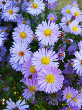 European michaelmas daisy (Aster amellus). Purple daisy flowers. Bright summer flowers on green background. Close up, selective focus.