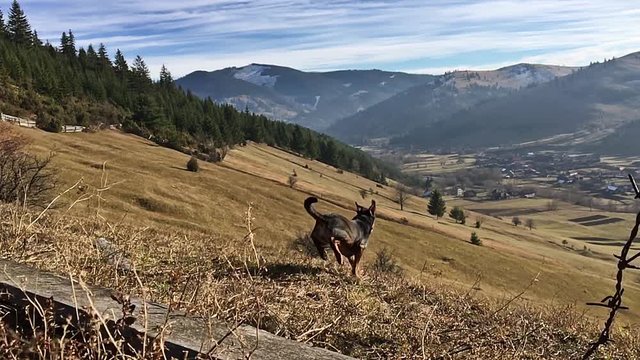 Dog is running down the hill on a sunny day in slow motion