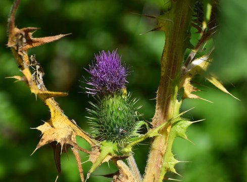 Chardon en fleur dans un jardin mi septembre