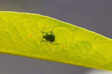 Silhouette eines Käfers oder einer Blattwanze zeigt den kleinen Krabbler beim Verstecken unter einem Blatt im Gegenlicht mit grün leuchtendem Blatt und Blattadern voller Chlorophyll