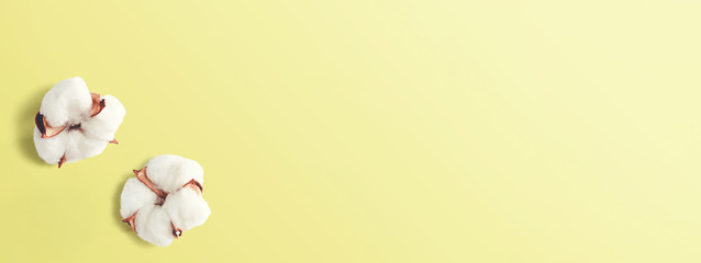 White cotton flowers - overhead view flat lay