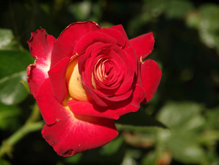 bright pink rose on the bush among the foliage.