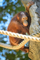 Young orangutan near a rope at the zoo © Jennifer
