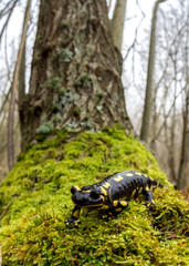 Fire salamander (Salamandra salamandra) wide angle shot