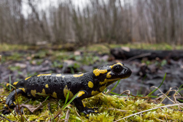 Fire salamander (Salamandra salamandra) wide angle shot