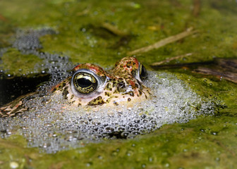 male Natterjack toad (Epidalea calamita)