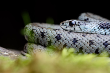 Mediterranean grass snake (Natrix astreptophora)