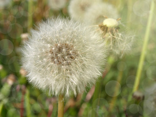 Fluffy white dandelion flower. close up. natural green background.