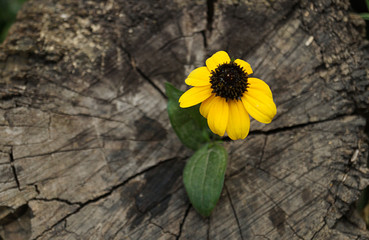 Beautiful yellow flower on a stump. Old stump with a tree rings and  flowers on it. Flowers on a wooden surface. Close-up. Macro.