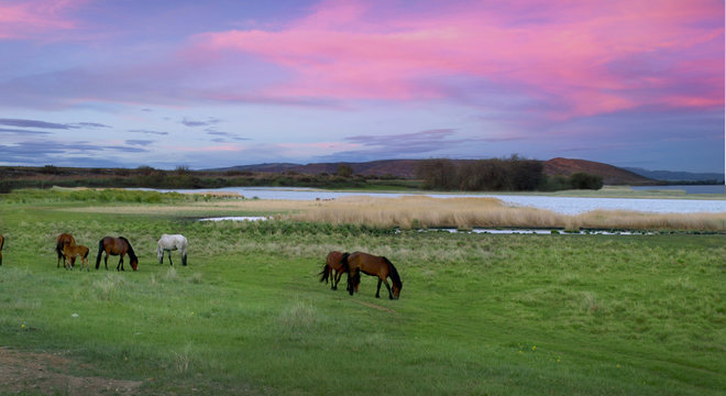 Landscape. Horses graze in the meadow during sunset. Siberia. Republic of Tuva. Russia.