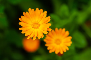 Medicinal plants. Bright orange flowers of calendula, closeup.
