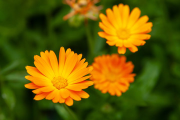 Medicinal plants. Bright orange flowers of calendula, closeup.