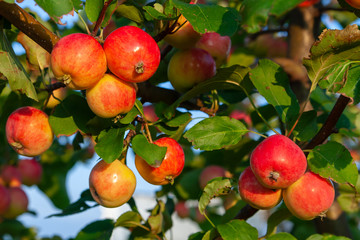 Apple tree lit by the sun. Bright ripe red rosy apples on a branch.