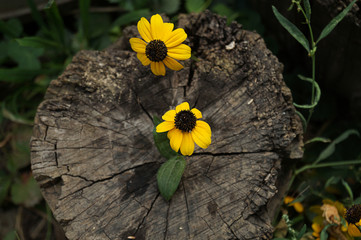 Beautiful yellow flower on a stump. Old stump with a tree rings and  flowers on it. Flowers on a wooden surface. Close-up. Macro.