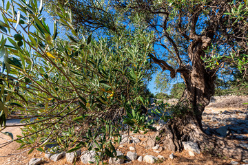 Olive garden in Lun, Croatia