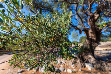 Olive garden in Lun, Croatia