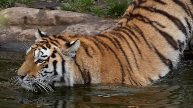 Siberian tiger (Panthera tigris altaica) in water