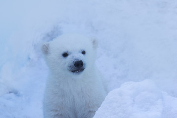 Animals theme. Polar bear cub close-up. © Anton Belovodchenko