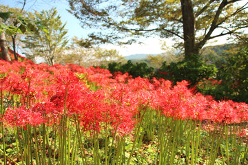 彼岸花　栃木県茂木町　城山公園