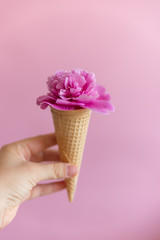 Front view of female holding cone from ice cream with pion flower. Close up of blooming flower inside waffle corner. Concept of spring and summer season.