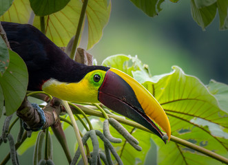 Yellow-Throated Toucan © Matt Tiegs