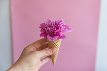 Front view of female holding cone from ice cream with pion flower. Close up of blooming flower inside waffle corner. Concept of spring and summer season.