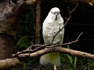 正面を向いたアオメキバタン