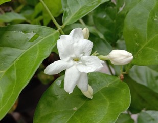 Obraz na płótnie Canvas White stacked jasmine flower bloom in the garden is a small shrub. Biggest but age Sometimes the branches may cling to the shelter. Flowering in small bouquets almost throughout the year.