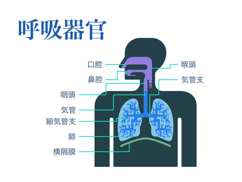 日本語で各部位の名称が記載された呼吸器官のシンプルなイラスト