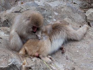 ノミ取りをするニホンザル