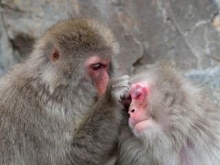 肌の具合を診るニホンザル