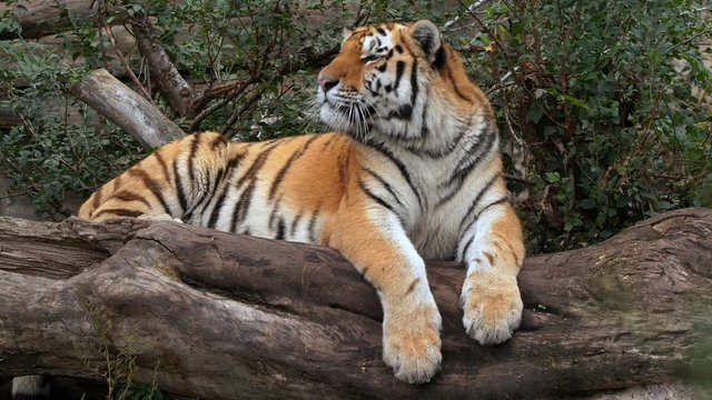 Siberian tiger (Panthera tigris altaica) calling for mate
