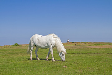 Schimmel im Naturreservat  Morups Tange