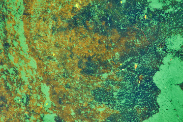 green algae on the surface of the water.